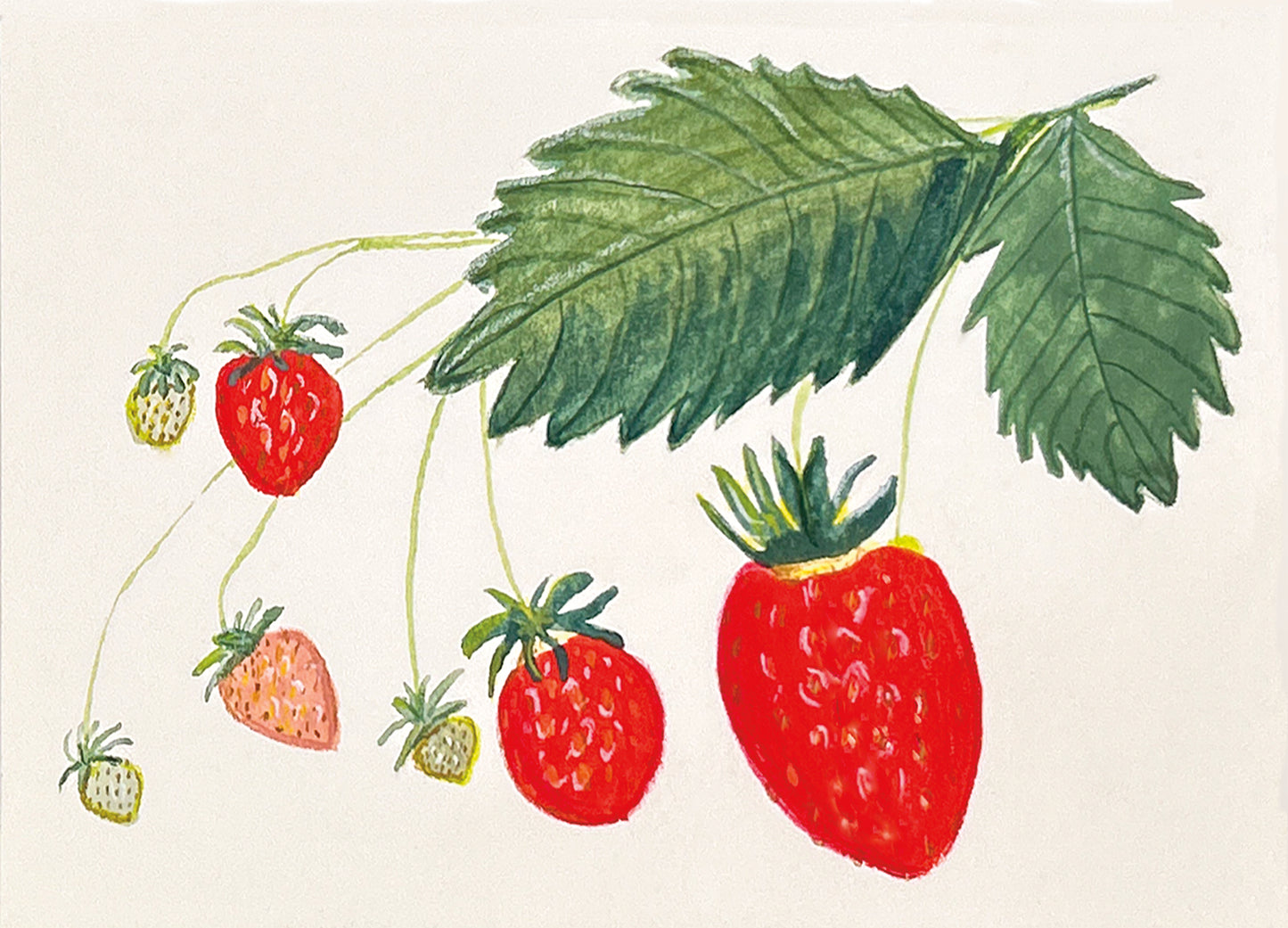Sweet June Strawberries
