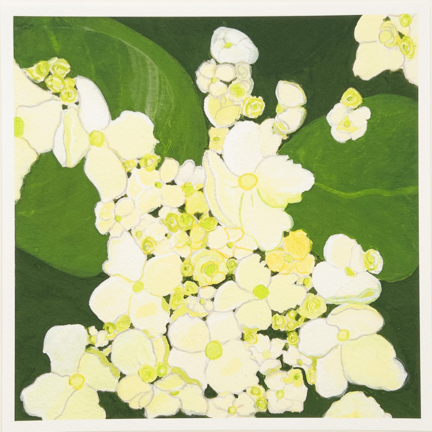 Close-up gouache painting of pale yellow and white hydrangea blossoms against deep green leaves, with soft painterly textures and hand-painted outlines.
